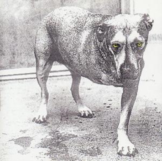 Alice In Chains: 5099748111425: TGJones