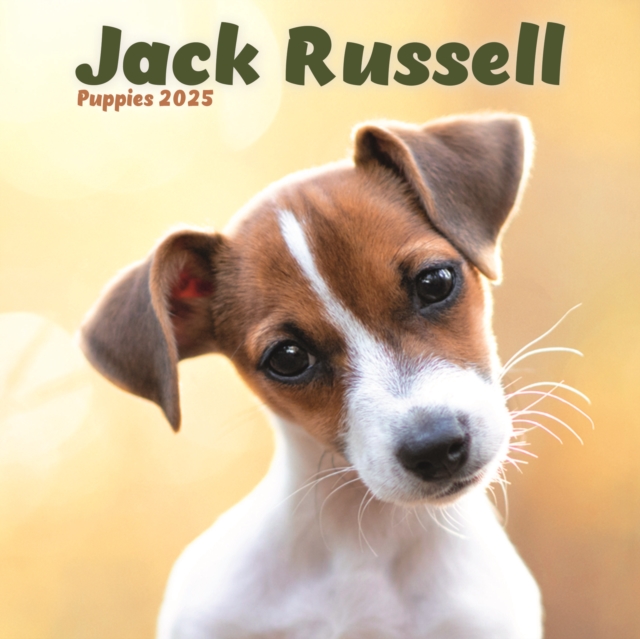 Jack Russell Puppies Square Mini Calendar 2025 9781804605486 WHSmith