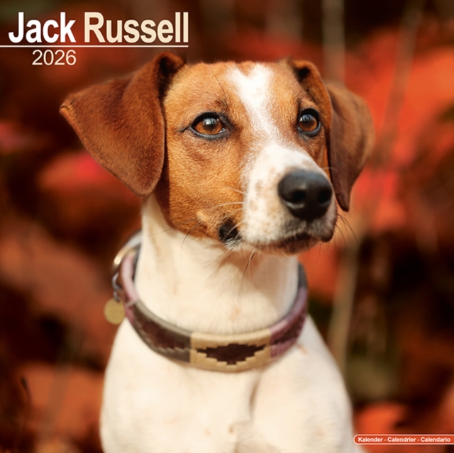Jack Russell Calendar 2026 Square Dog Breed Wall Calendar 16