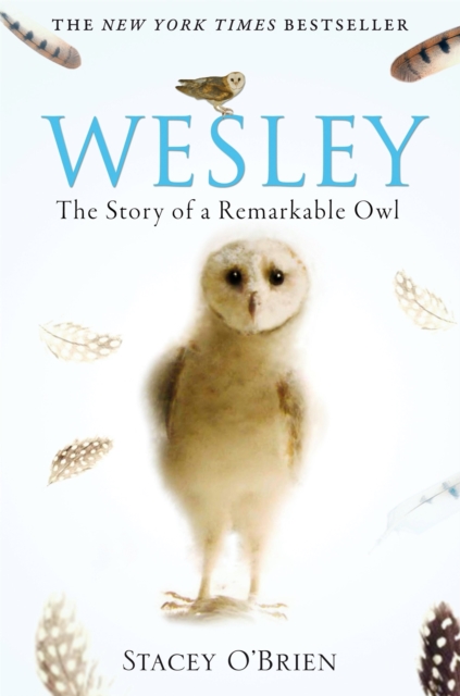 Little, Brown Book Group Wesley : The Story Of A Remarkable Owl
