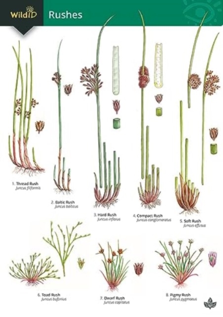 Guide to rushes: Hilary Wallace: 9781908819383: TGJones